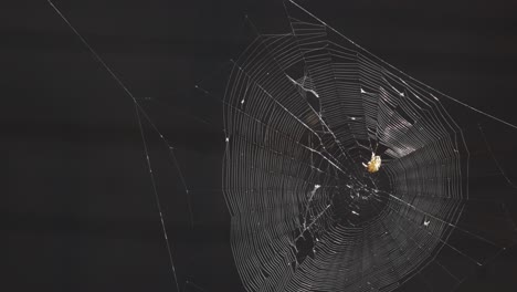 the spider has knit a large web