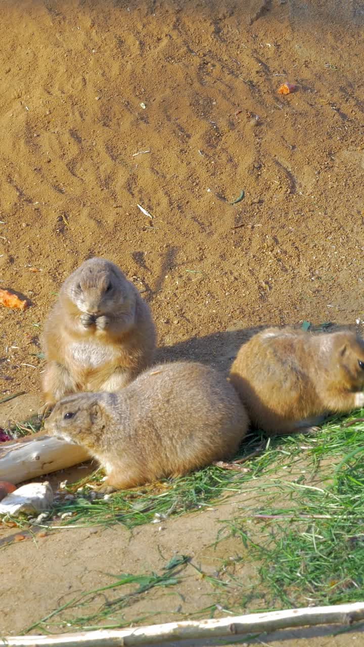 Three Prairie Dogs Eating and Foraging on Sandy Ground