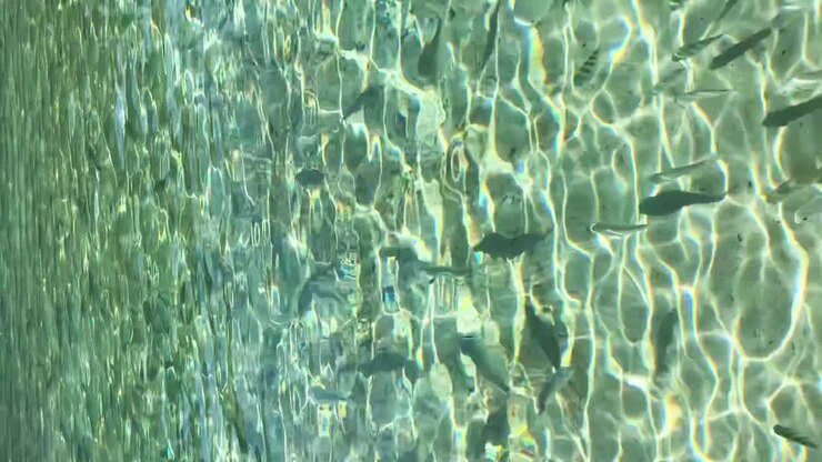 Fish swimming in clear water. VERTICAL