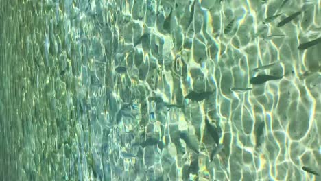 fish swimming in clear water. vertical