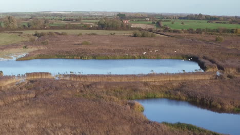 Aerial-pan-up-reveal-of-a-bevy-of-swans-in-flight-in-Stodmarsh-nature-reserve,-Kent,-UK-managed-by-natural-England