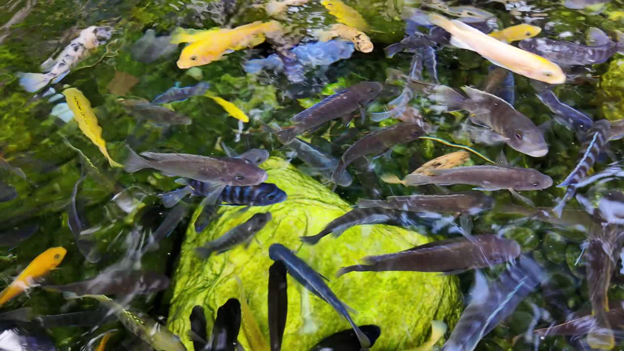 연못 에서 수영 하는 물고기