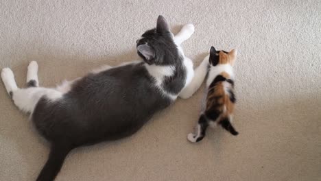 calico mother cat grooming her baby