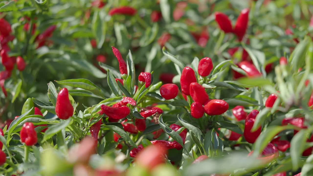 Red Chili Peppers Growing in a Garden