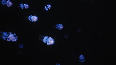 Wunderschöne-Blau-Leuchtende-Qualle-Im-Dunklen-Wasser