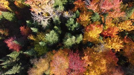 Colorful-trees-of-Algonquin-Park,-Canada-in-autumn---Top-view