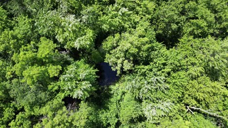 Antena-Aérea-De-Arriba-Hacia-Abajo-De-Un-Espeso-Y-Exuberante-Bosque-Verde-Y-Un-Estanque,-4k-60fps