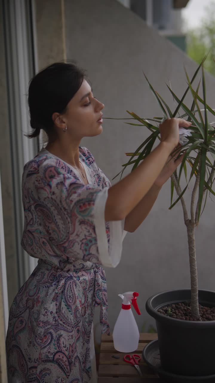 Woman Caring for a Dracaena Plant on a Balcony