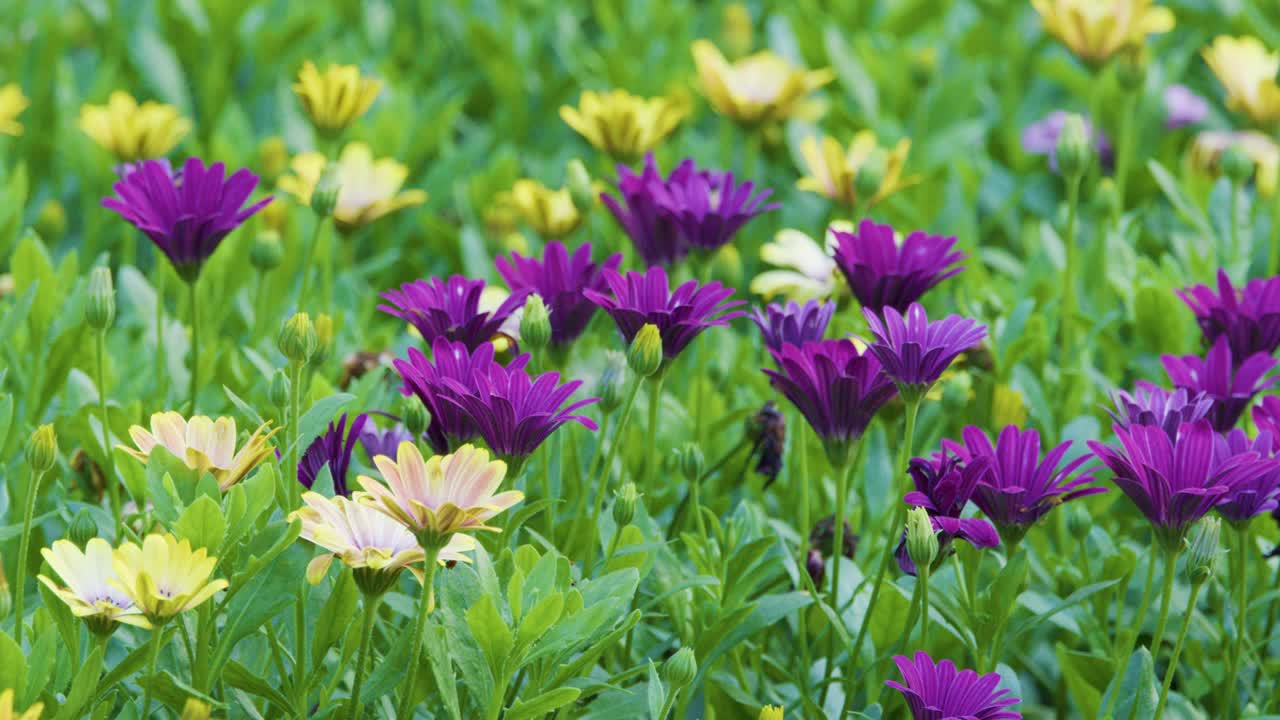Camera slowly pans across vibrant purple and yellow flowers in lush outdoor garden, natural daylight