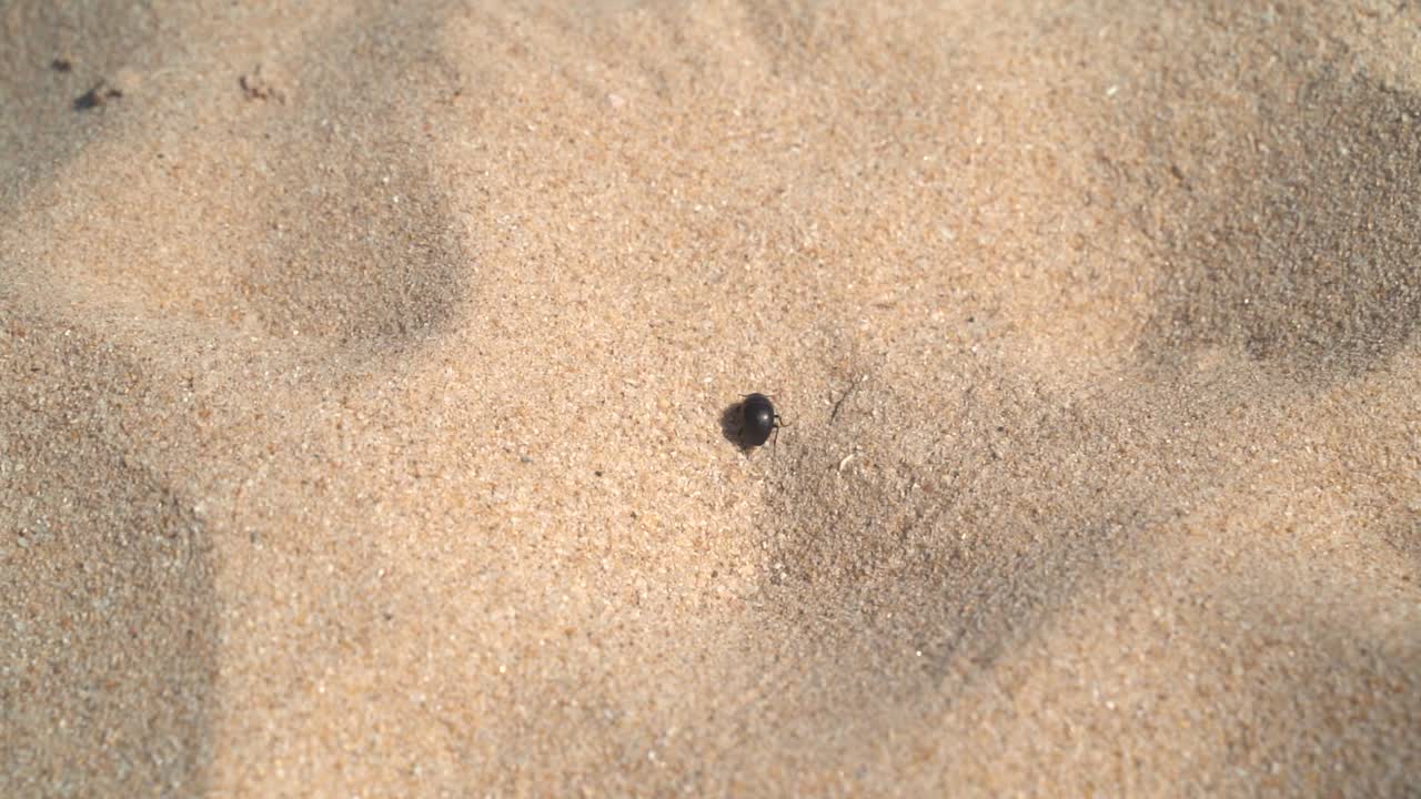 사막을 걷는 검은 딱정벌레의 상위 뷰