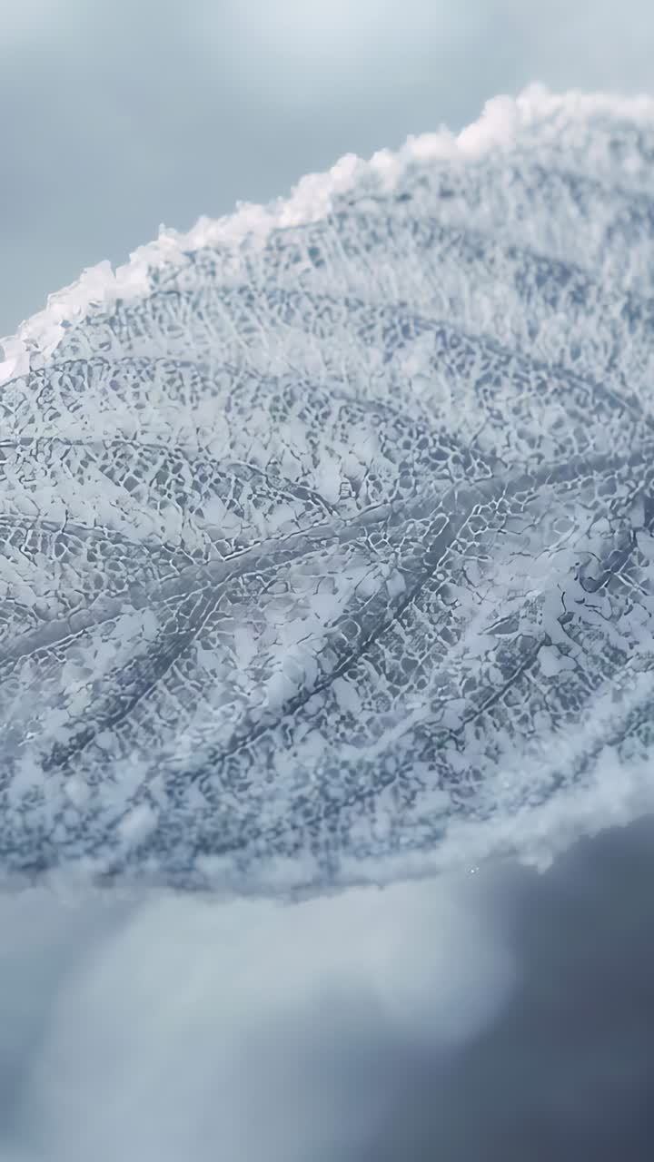 Vertical video: Pulling focus, camera revealing frosted leaf outdoor, showing veins and frost rim
