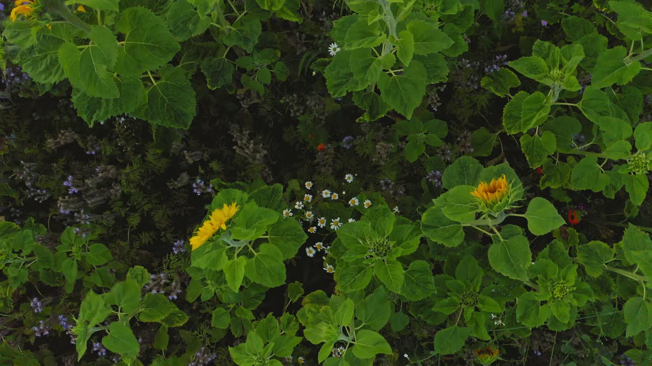 Girasoli che ondeggiano al vento mentre un drone veloce si allontana rapidamente all'indietro dalla campagna al mattino presto.