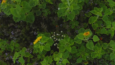 Sunflowers-swining-in-the-wind-while-a-fast-drone-is-distancing-in-backward,-fast-motion-from-the-early-morning-countryside