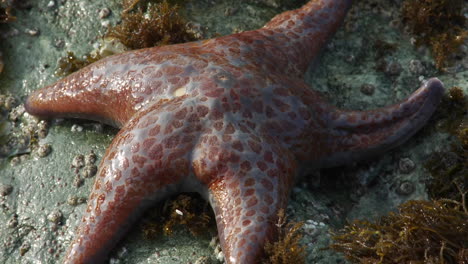 an orange red starfish in a tidepool in northern california or oregon