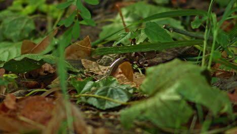 A-juvenile-Anguis-fragilis,-also-known-as-a-slow-worm,-slowworm,-blind-worm-or-glass-lizard,-and-often-mistaken-for-a-snake