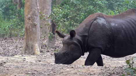 A-one-horned-rhino-walking-in-the-jungle-in-the-light-of-the-evening-sun-in-the-Chitwan-National-Park-in-Nepal