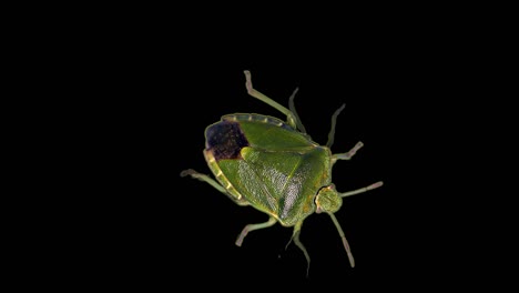 green stink bug, black background, chroma key