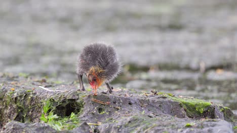 Niedlicher-Baby-Blässhuhn-Mit-Sehr-Großen-Füßen-Spaziert-Am-Ufer-Eines-Sees-Entlang