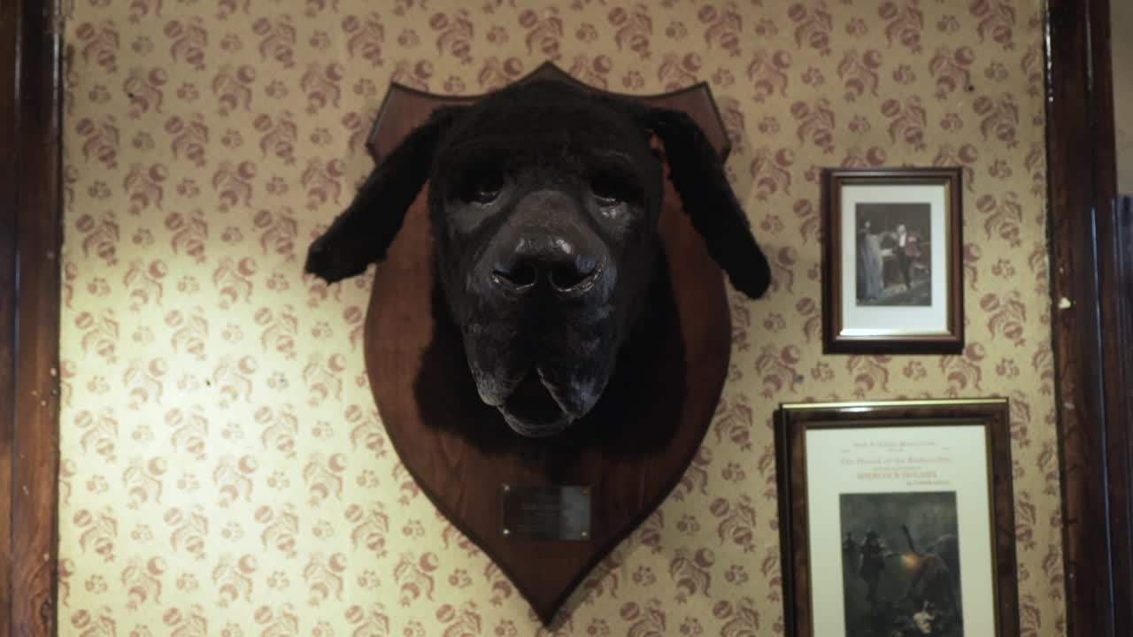 cabeza de perro taxidermiada en un pub