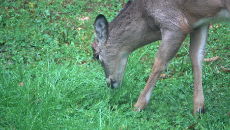 Young-white-tailed-deer-with-burs-sticking-on-face,-grazes