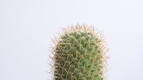 cerca de la vieja planta de cactus girando a su alrededor en el fondo de la pantalla blanca