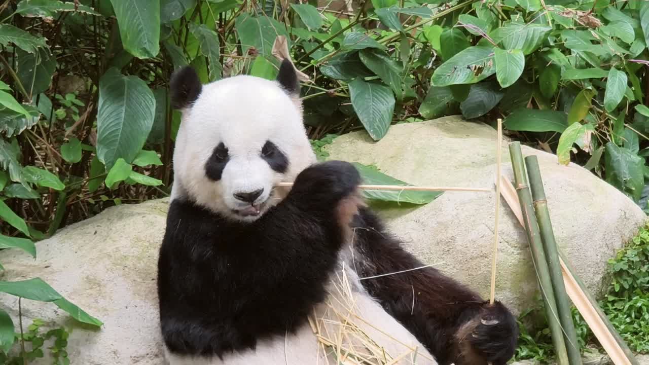 panda comiendo bambú