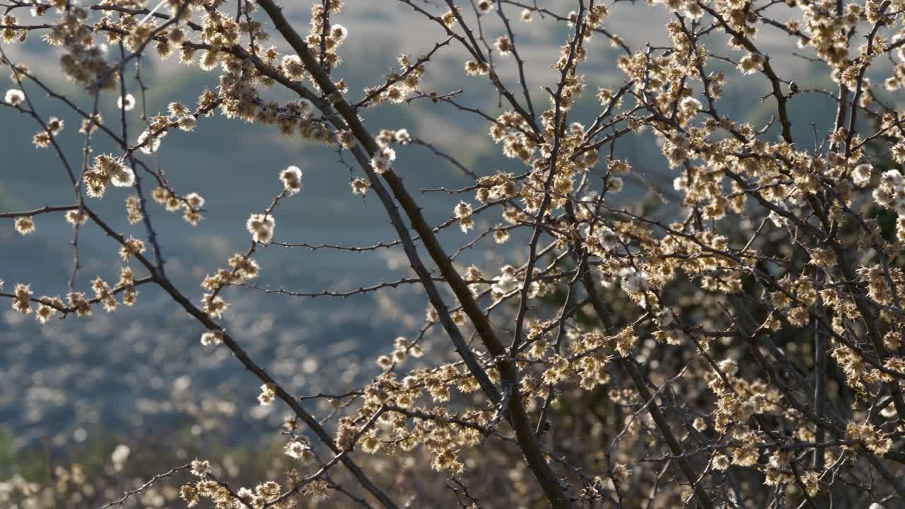 Panoramica su soffici boccioli bianchi di kapokbos, retroilluminati dal sole.