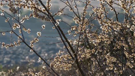 pan across fuzzy white buds of kapokbos, backlit in sunshine