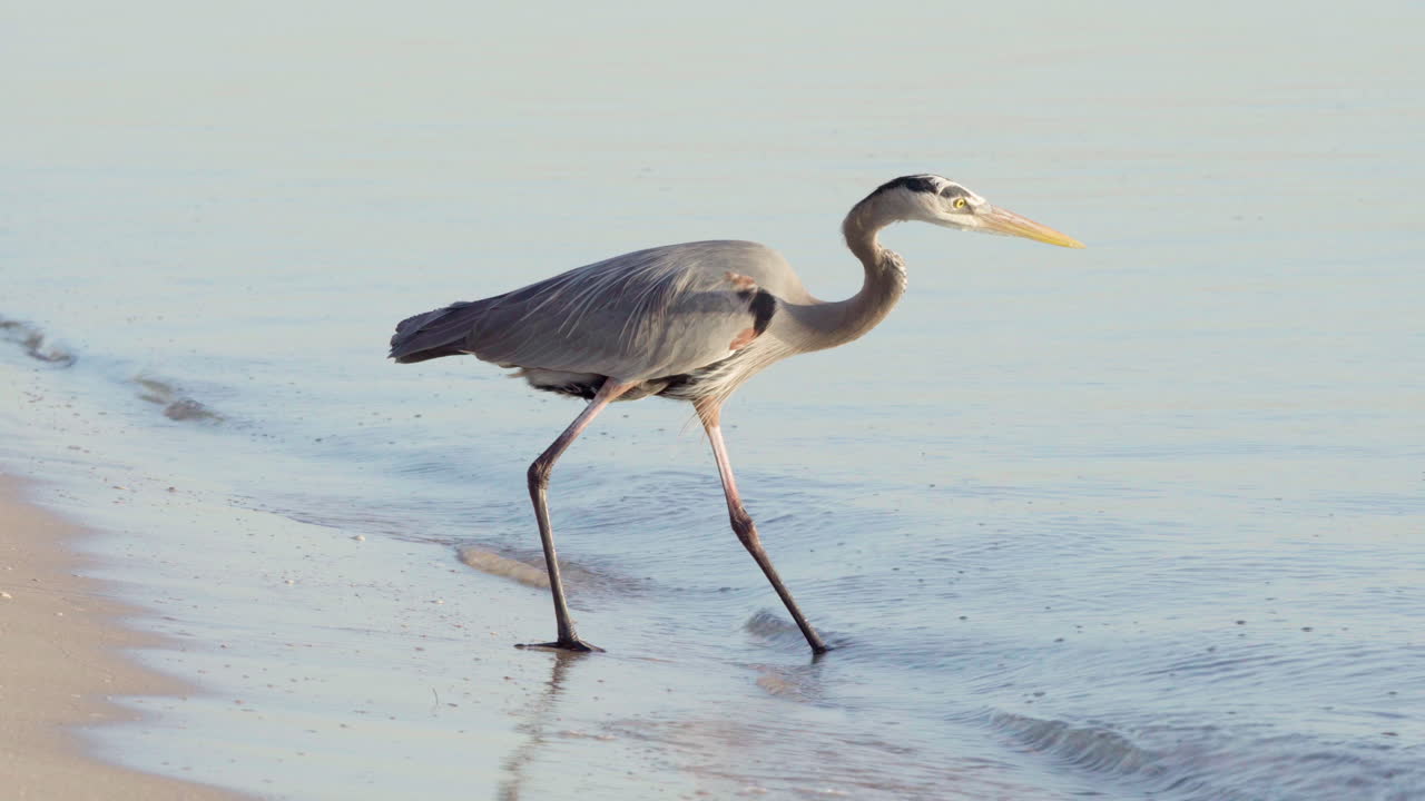 большая голубая цапля охотится и рыбачит в воде на пляже