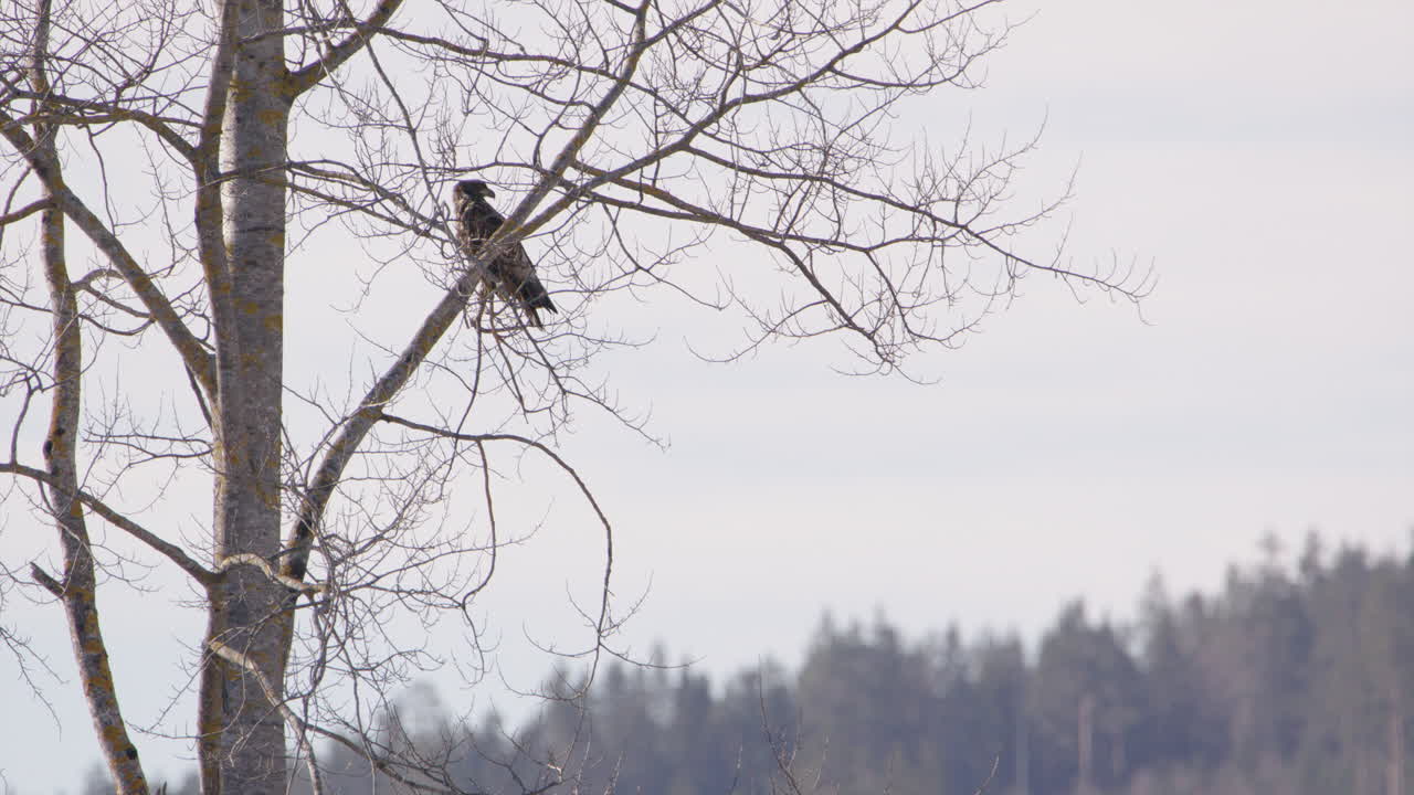 águila marina de cola blanca encaramada en un árbol en suecia, acercamiento estático de tiro ancho