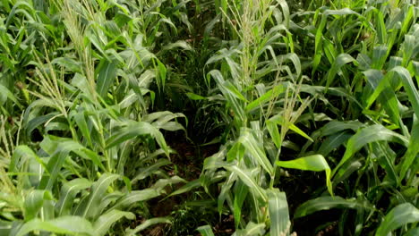 Corn-field,-aerial-over-the-rows-of-corn-stalks