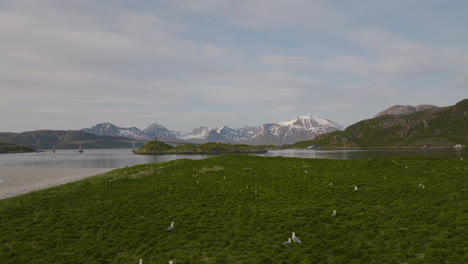 Seagull-Breeding-Ground---Sommaroy-Island-And-Bridge-In-Northern-Norway---aerial-drone-shot