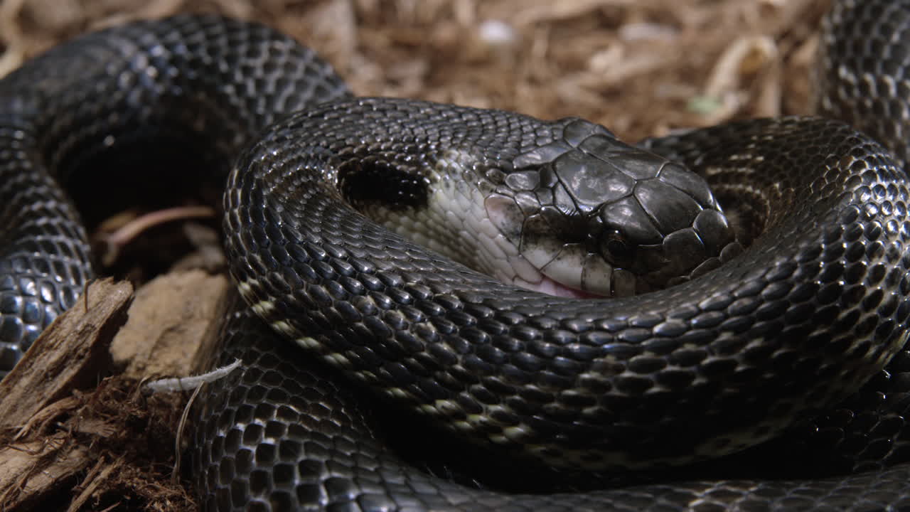 serpiente rata negra comienza a comer su oración - primer plano