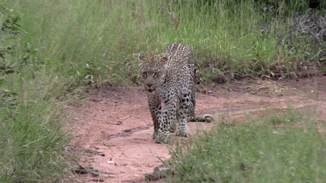 female leopard next to cub by green grass stands up and walks closer