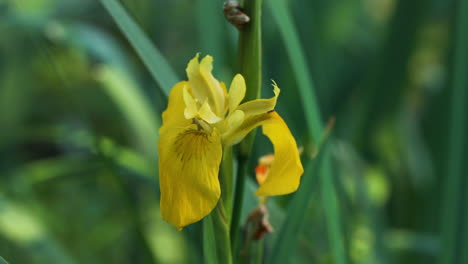 close-up of a yellow iris flower