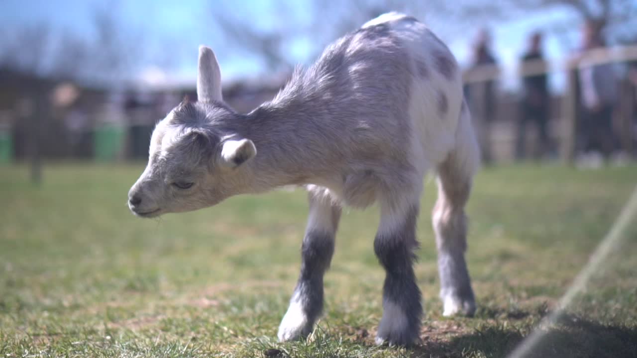 One gray and white baby goat scratches its head with its hind leg while happily eating grass, adorable image, portrait with bokeh and blur