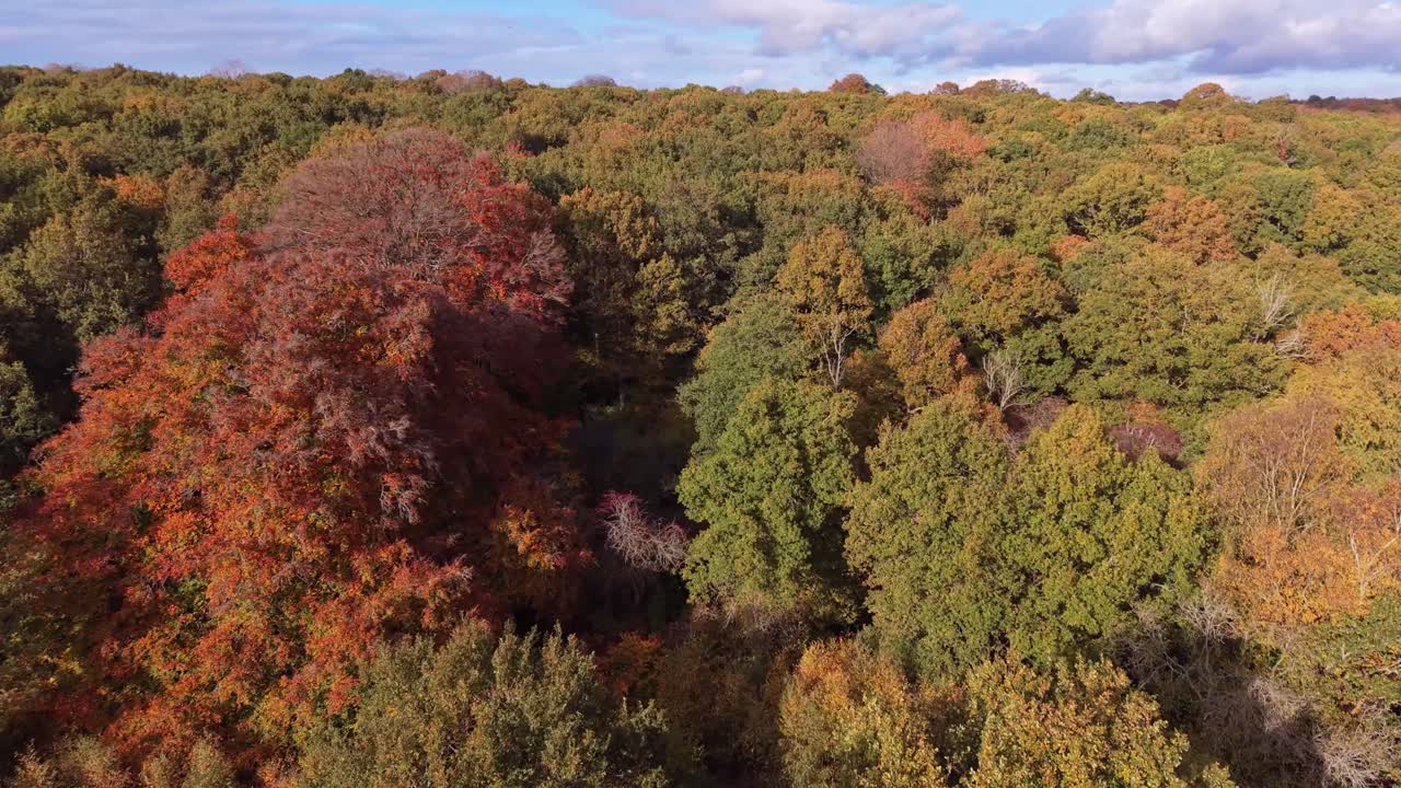 İngiltere, Hampshire'daki Southampton Common parkında, kırmızı, turuncu ve yeşil ağaçların bulunduğu renkli sonbahar yapraklarını gösteren yoğun ormanlık alanın havadan drone görüntüsü.