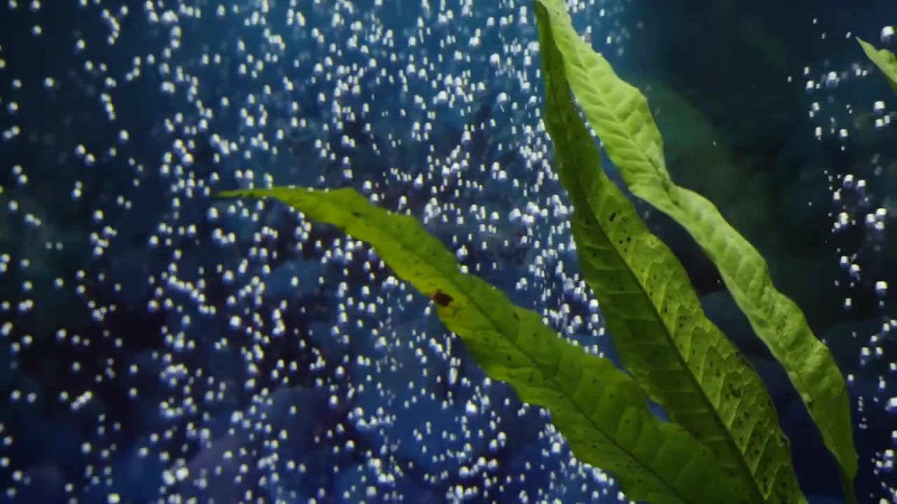 Pianta viva in acquario con bolle in slow motion