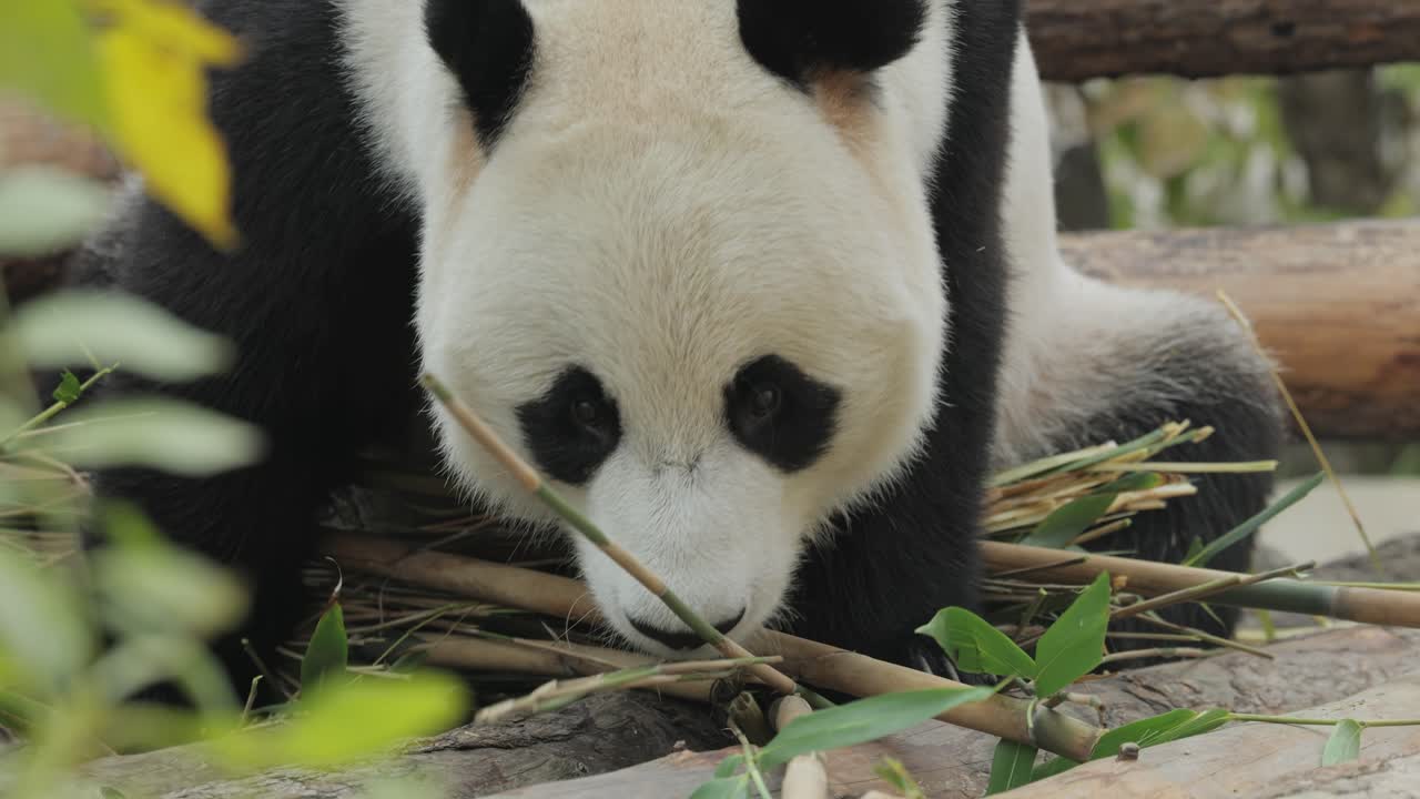 el panda gigante (ailuropoda melanoleuca) también conocido como el oso panda o simplemente el panda, es un oso nativo del sur de china central.