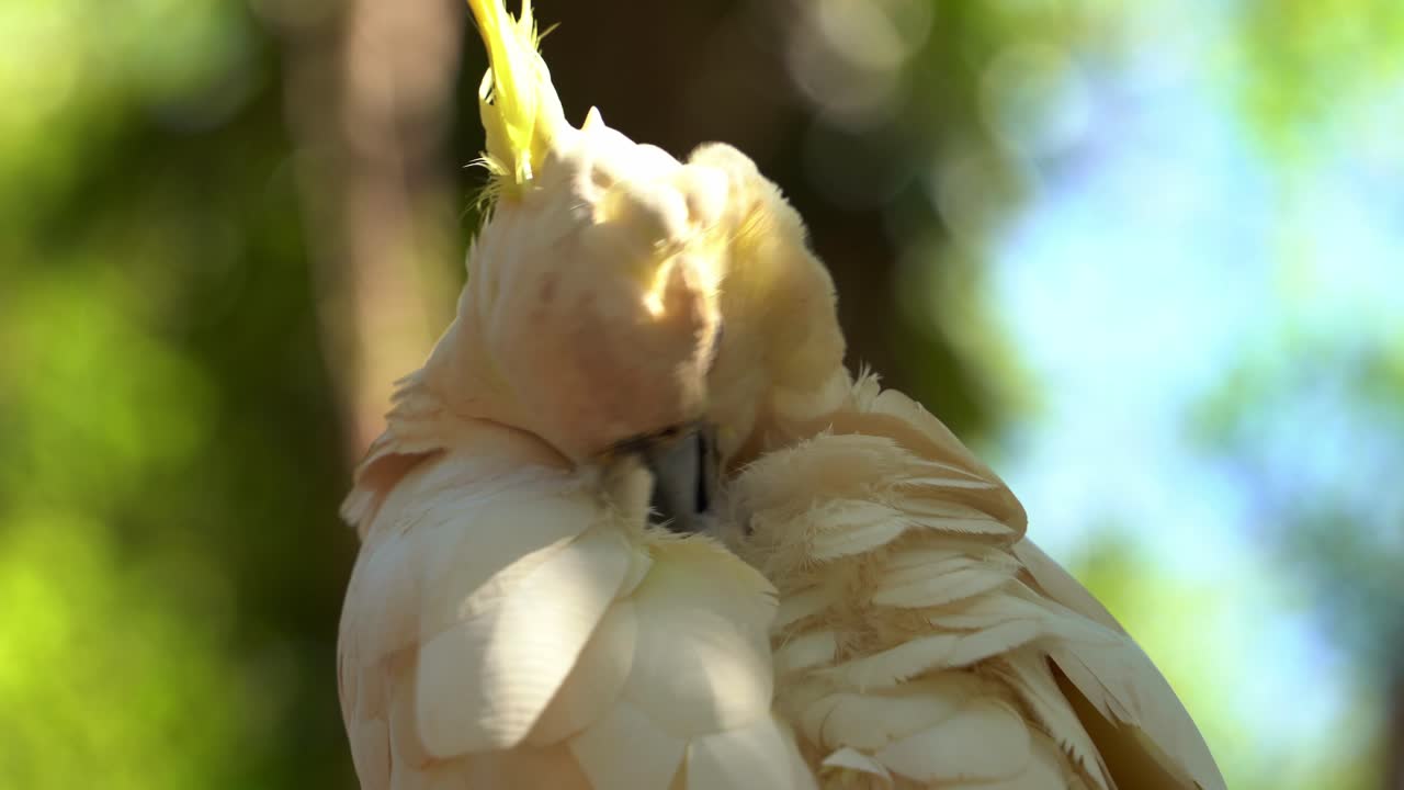 primer plano extremo de una especie de loro exótico, cacatúa salvaje con cresta de azufre, cacatua galerita con cresta amarilla vista posada en un árbol, acicalándose y arreglando sus plumas blancas a la luz del día