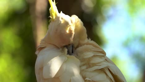 extreme close up shot of an exotic parrot species, wild sulphur-crested cockatoo, cacatua galerita with yellow crest spotted perching on tree, preening and grooming its white feathers in daylight