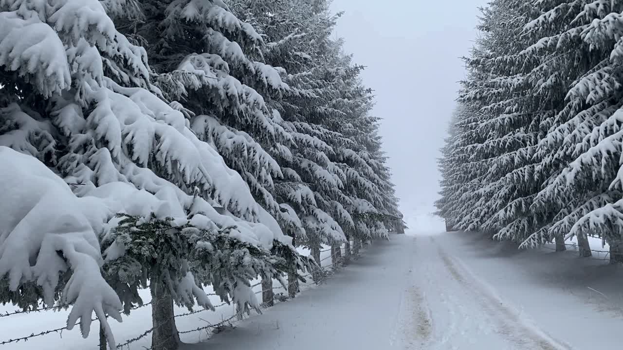 A Brașov, in Romania, c'è un'antica strada splendidamente adornata, costeggiata da abeti innevati, che crea un'atmosfera cinematografica vintage accattivante