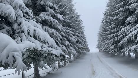 in brasov, romania, there is a beautifully adorned ancient road, lined with snow-covered fir trees, that creates a captivating cinematic vintage atmosphere