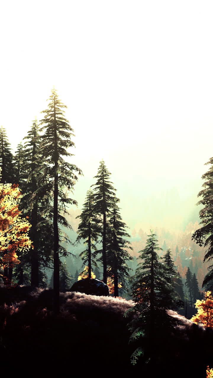 높은 소나무 가 있는 아름다운 숲 풍경