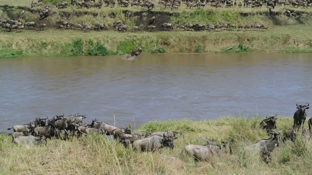 Wildebeests on both sides of the Mara River during their annual great migration. Serengeti National Park, Tanzania.