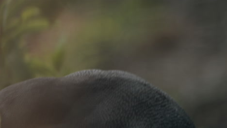 primer plano del único pingüino de ojos amarillos al atardecer en el faro de katiki point en nueva zelanda
