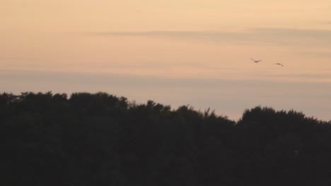 two birds flying over some trees during sunset or when the sun is setting with orange and yellow colors and trees as silhouettes