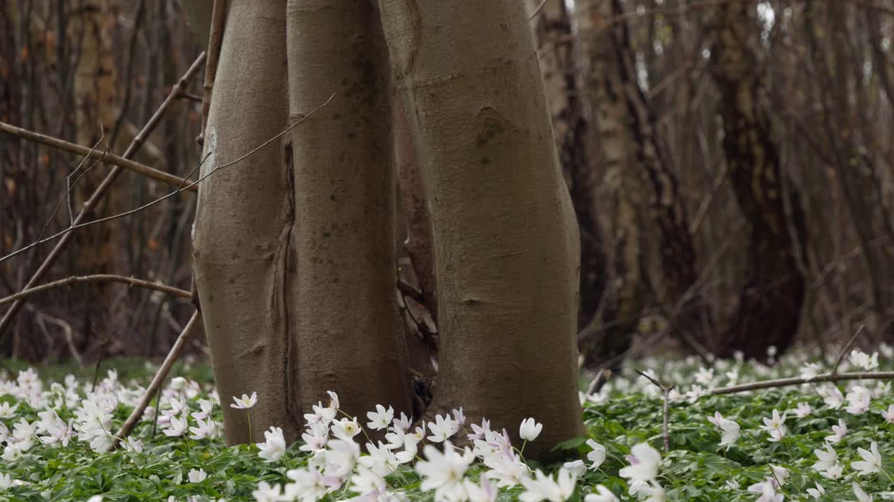 Small white flowers in forest, tilt shot
