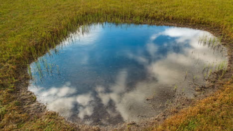 pond reflection