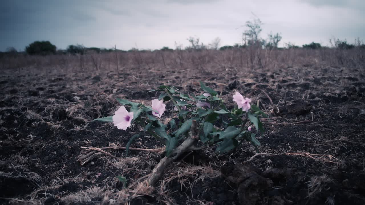 flor rosa que sopla en el viento en un